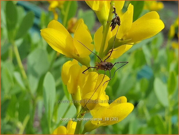 Baptisia sphaerocarpa | Gele wilde indigo, Valse indigo, Indigolupine | Kleinere F&auml;rberh&uuml;lse | Yellow Wild Indigo