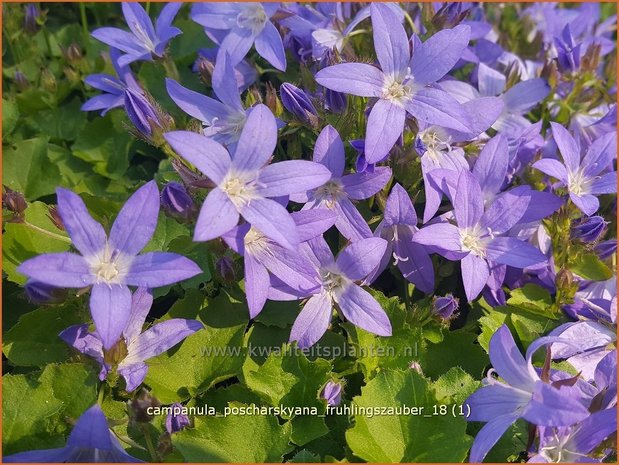 Campanula poscharskyana 'Frühlingszauber' | Kruipklokje, Klokjesbloem | Hängepolster-Glockenblume