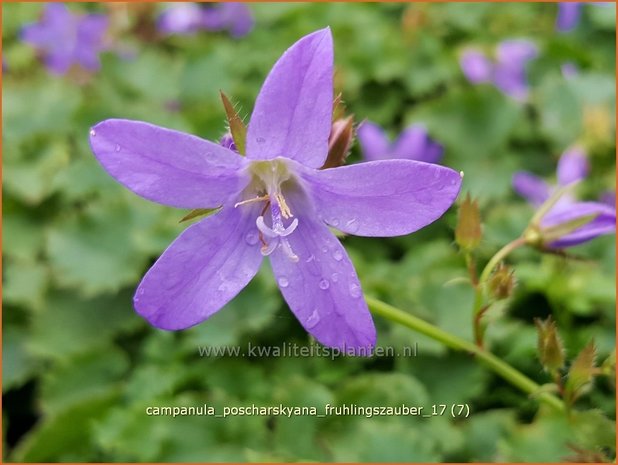 Campanula poscharskyana 'Frühlingszauber' | Kruipklokje, Klokjesbloem | Hängepolster-Glockenblume