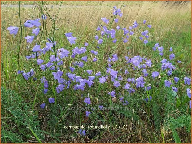Campanula rotundifolia | Grasklokje, Klokjesbloem | Rundbl&auml;ttrige Glockenblume