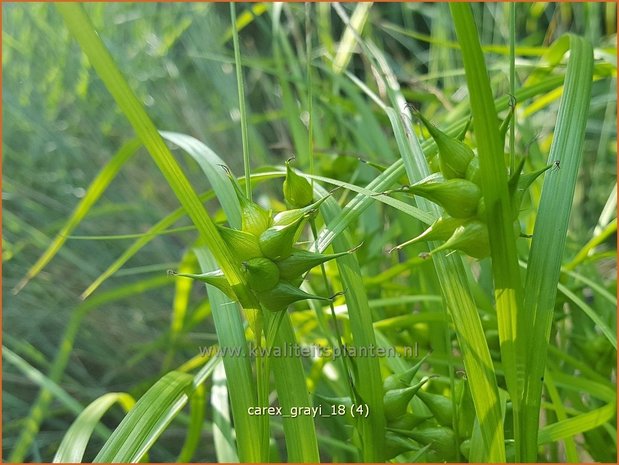 Carex grayi | Morgensterzegge, Zegge | Morgenstern-Segge