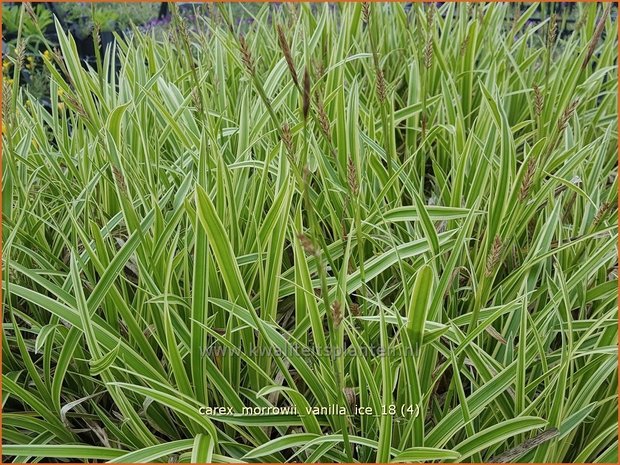 Carex morrowii 'Vanilla Ice' | Japanse zegge, Zegge | Japan-Segge