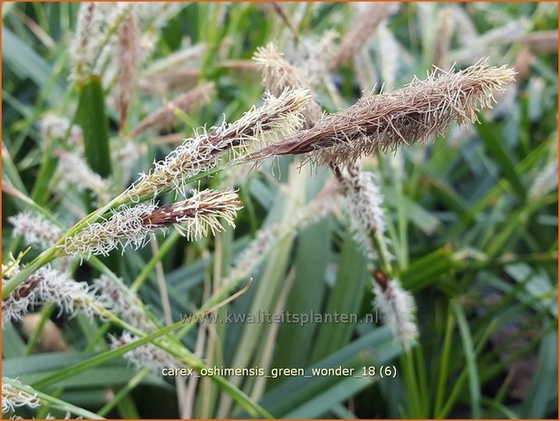 Carex oshimensis 'Green Wonder' | Zegge | Buntlaubige Segge