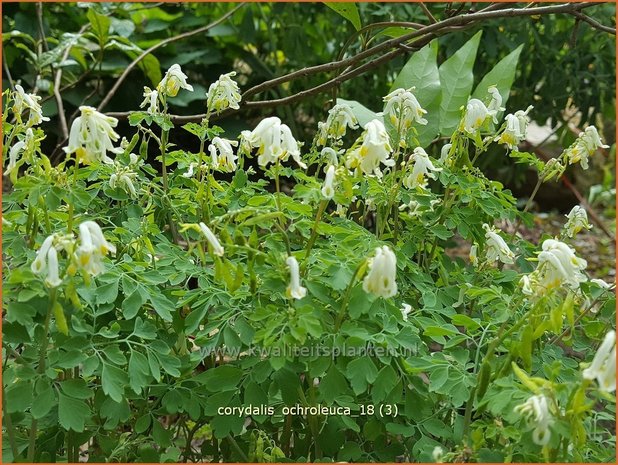 Corydalis ochroleuca | Geelwitte helmbloem, Helmbloem | Blassgelber Lerchensporn