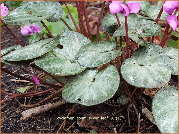 Cyclamen coum 'Silver Leaf' | Rondbladige cyclaam, Cyclaam, Alpenviooltje, Tuincyclaam | Fr&uuml;hlings-Alpenveilchen