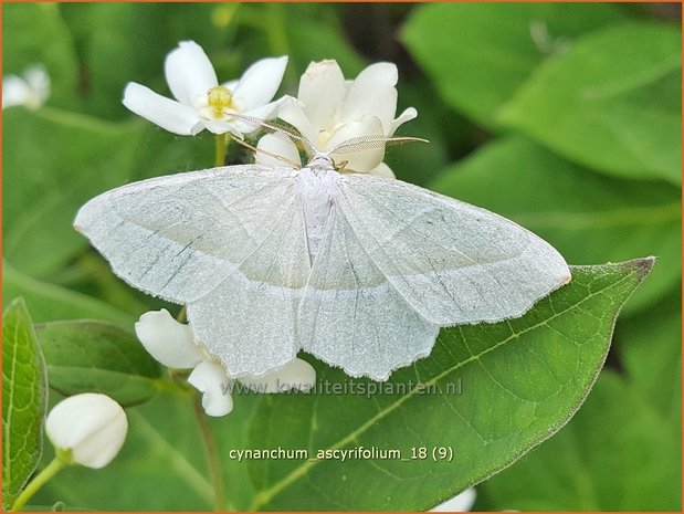 Cynanchum ascyrifolium | Schwalbenwurz