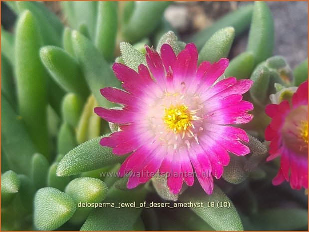 Delosperma 'Jewel of Desert Amethyst' | IJsbloempje, IJsplant | Mittagsblume