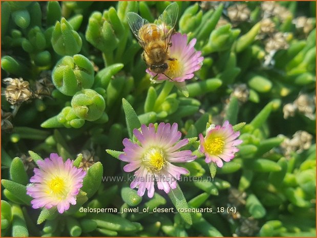 Delosperma 'Jewel of Desert Rosequarts' | IJsbloempje, IJsplant | Mittagsblume