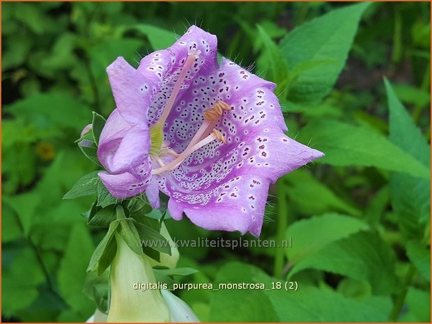 Digitalis purpurea 'Monstrosa' | Vingerhoedskruid | Roter Fingerhut