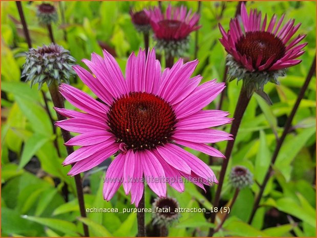 Echinacea purpurea 'Fatal Attraction' | Rode zonnehoed, Zonnehoed | Roter Sonnenhut