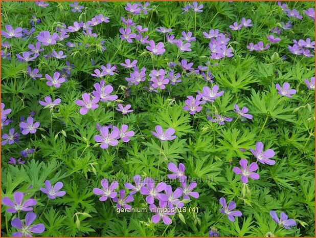 Geranium 'Nimbus' | Ooievaarsbek, Tuingeranium | Storchschnabel