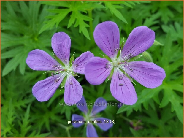 Geranium 'Nimbus' | Ooievaarsbek, Tuingeranium | Storchschnabel
