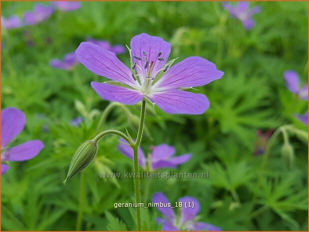 Geranium 'Nimbus' | Ooievaarsbek, Tuingeranium | Storchschnabel