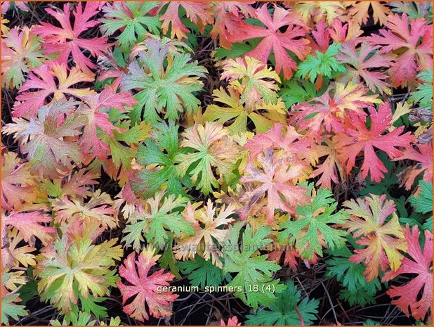 Geranium 'Spinners' | Ooievaarsbek, Tuingeranium | Storchschnabel