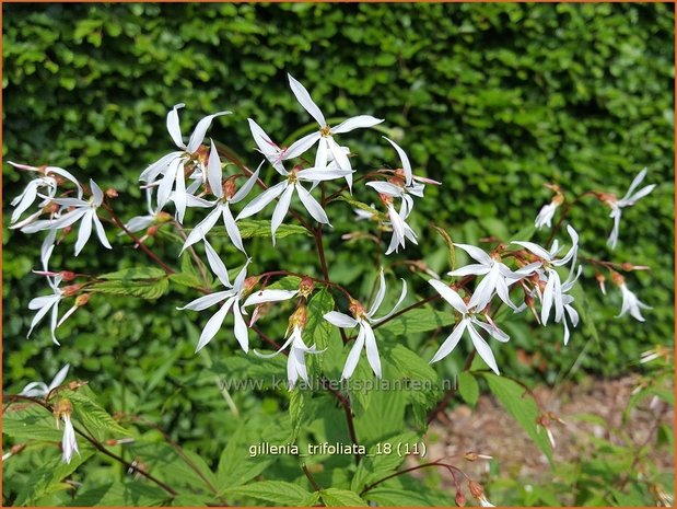 Gillenia trifoliata | Driebladige braakwortelspirea | Dreiblattspiere