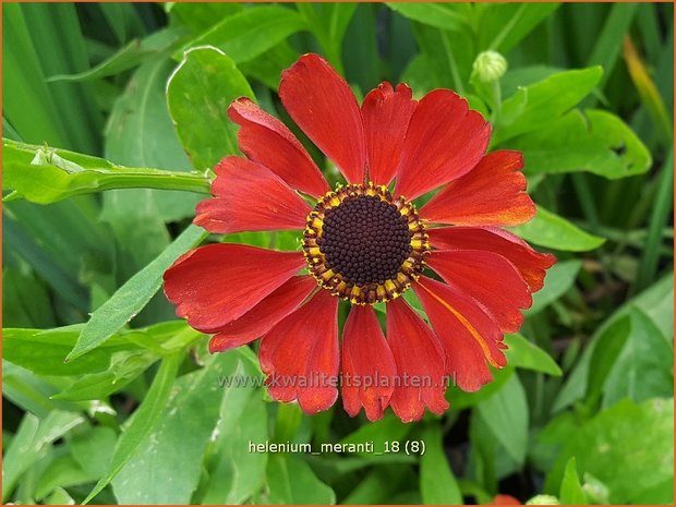 Helenium 'Meranti' | Zonnekruid | Sonnenbraut