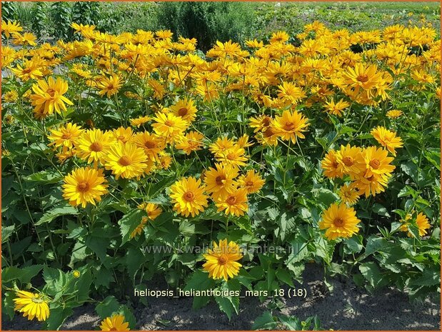 Heliopsis helianthoides 'Mars' | Zonneoog | Gew&ouml;hnliches Sonnenauge