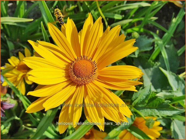 Heliopsis helianthoides 'Mars' | Zonneoog | Gew&ouml;hnliches Sonnenauge