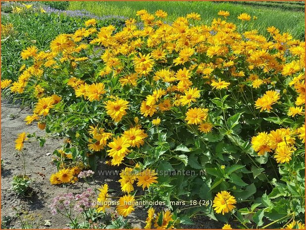 Heliopsis helianthoides 'Mars' | Zonneoog | Gew&ouml;hnliches Sonnenauge