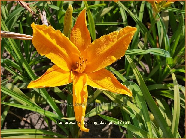 Hemerocallis 'Burning Daylight' | Daglelie | Taglilie