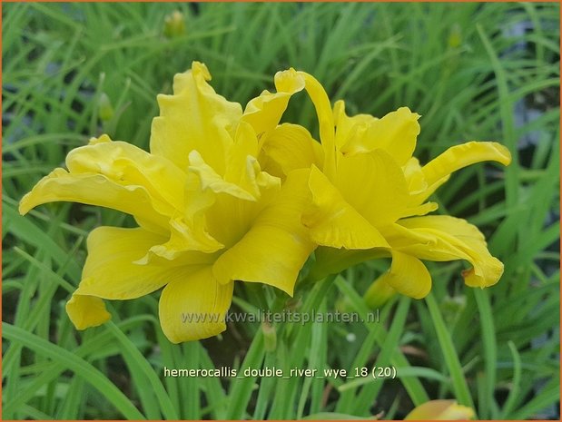 Hemerocallis 'Double River Wye' | Daglelie | Taglilie