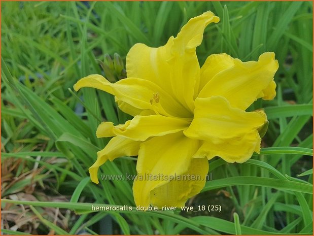 Hemerocallis 'Double River Wye' | Daglelie | Taglilie