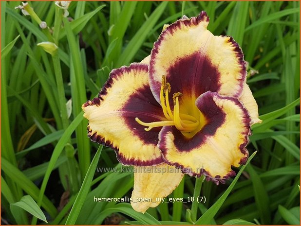 Hemerocallis 'Open My Eyes' | Daglelie | Taglilie