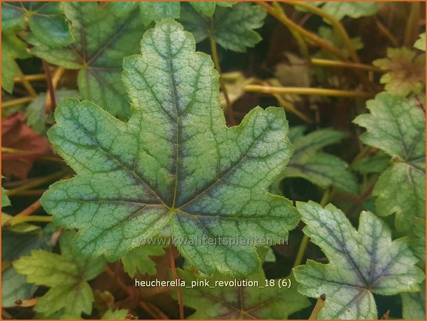 Heucherella 'Pink Revolution' | Purperklokje | Bastardschaumbl&uuml;te