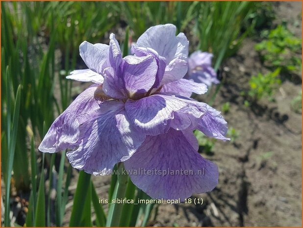 Iris sibirica 'Imperial Opal' | Siberische iris, Lis, Iris | Sibirische Schwertlilie