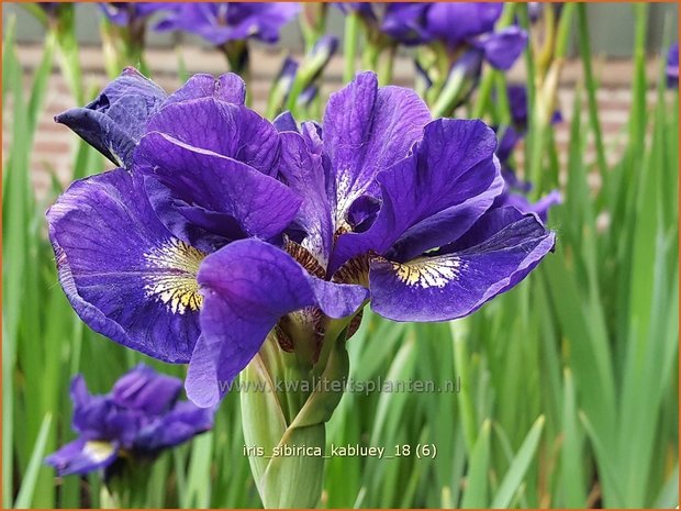 Iris sibirica 'Kabluey' | Siberische iris, Lis, Iris | Sibirische Schwertlilie