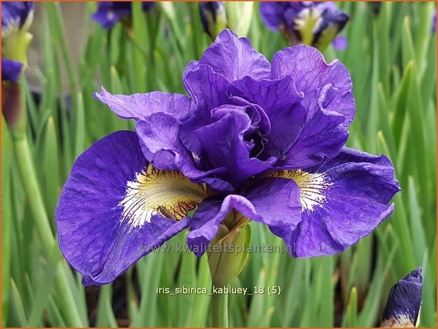 Iris sibirica 'Kabluey' | Siberische iris, Lis, Iris | Sibirische Schwertlilie