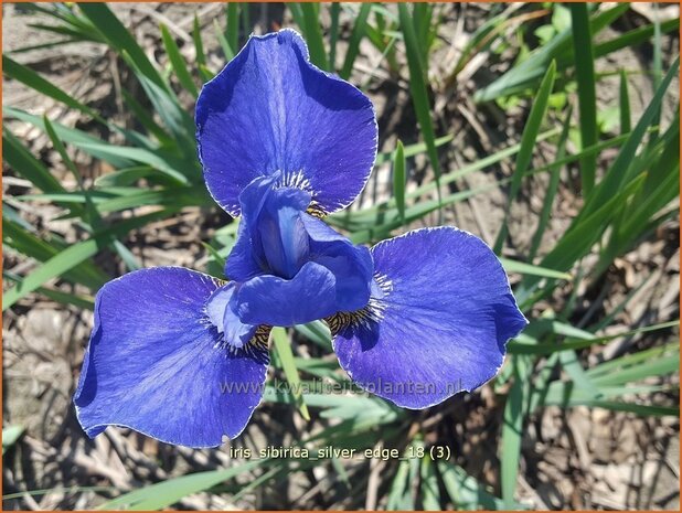 Iris sibirica 'Silver Edge' | Siberische iris, Lis, Iris | Sibirische Schwertlilie