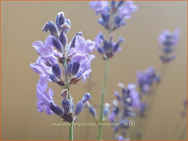 Lavandula angustifolia 'Middachten' | Gewone lavendel, Echte lavendel, Lavendel | Echter Lavendel