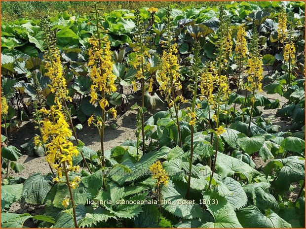 Ligularia stenocephala 'The Rocket' | Kruiskruid | Schmaler Goldkolben