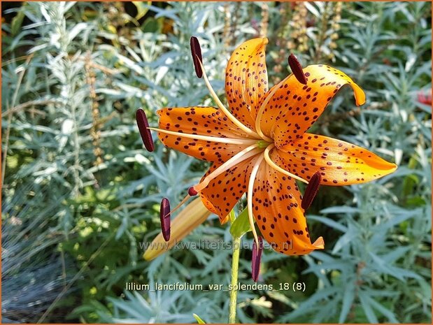 Lilium lancifolium var. splendens | Tijgerlelie, Lelie | Gl&auml;nzende Tiger-Lilie