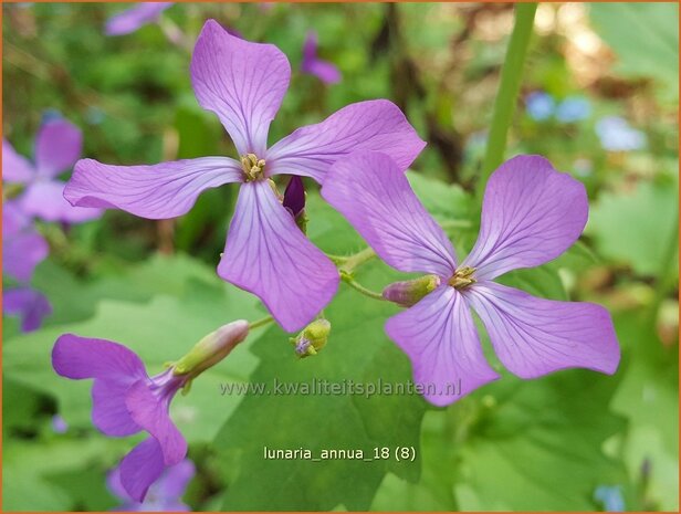 Lunaria annua | Judaspenning | Einj&auml;hriges Silberblatt | Money Plant