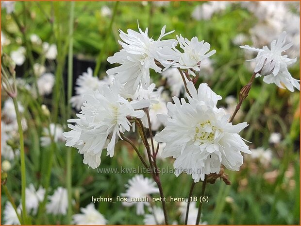 Lychnis flos-cuculi 'Petit Henri' | Echte koekoeksbloem, Koekoeksbloem | Kuckucks-Lichtnelke