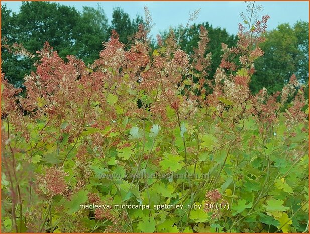 Macleaya microcarpa 'Spetchley Ruby' | Pluimpapaver, Vedermaan | Br&auml;unlichbl&uuml;hender Federmohn