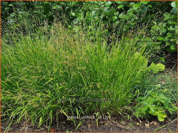 Melica uniflora | Eenbloemig parelgras, Parelgras | Einblütiges Perlgras