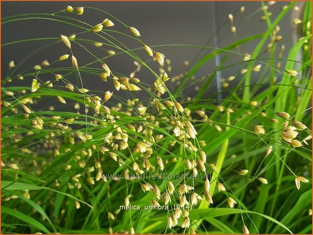 Melica uniflora | Eenbloemig parelgras, Parelgras | Einblütiges Perlgras