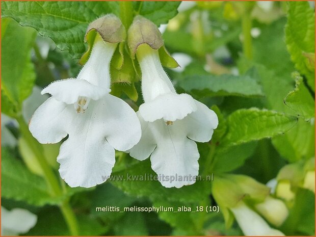 Melittis melissophyllum 'Alba' | Bastaardmelisse, Bijenblad | Immenblatt