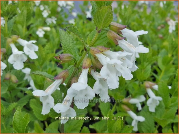 Melittis melissophyllum 'Alba' | Bastaardmelisse, Bijenblad | Immenblatt