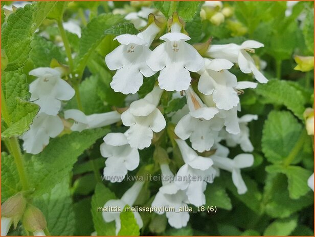 Melittis melissophyllum 'Alba' | Bastaardmelisse, Bijenblad | Immenblatt