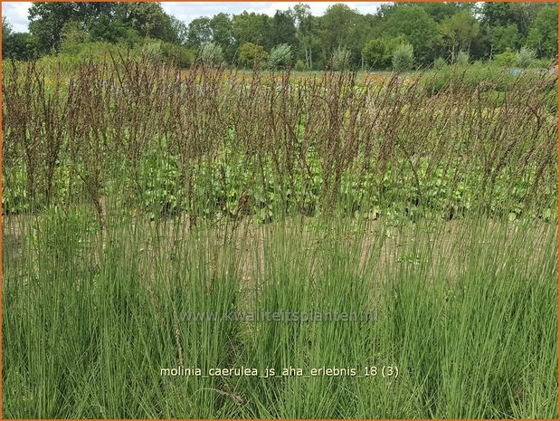 Molinia caerulea &#x0027;JS Aha-Erlebnis&#x0027; | Pijpenstrootje | Kleines Pfeifengras