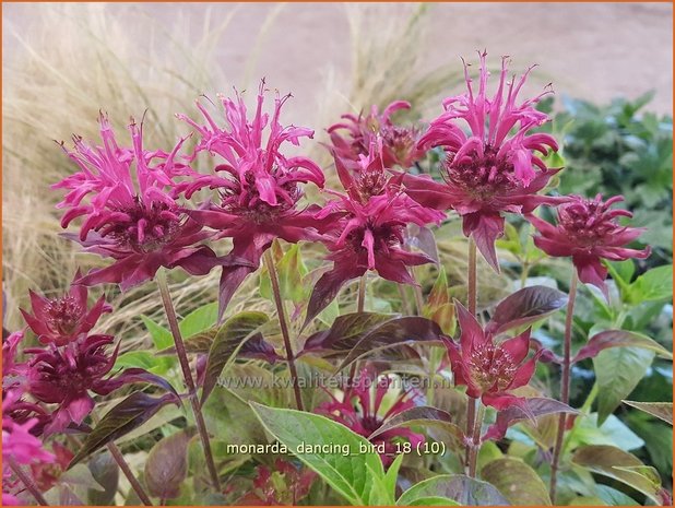 Monarda 'Dancing Bird' | Bergamotplant, Indianennetel | Indianernessel