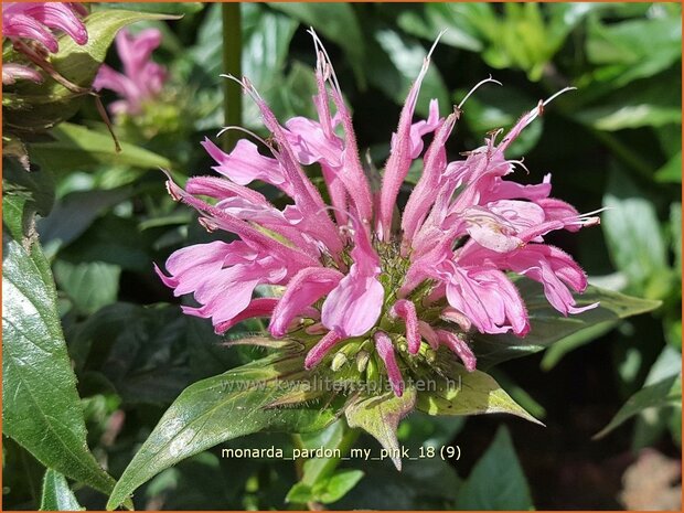 Monarda 'Pardon My Pink' | Bergamotplant, Indianennetel | Indianernessel