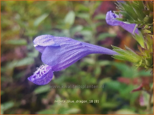 Nepeta 'Blue Dragon' | Kattenkruid | Katzenminze