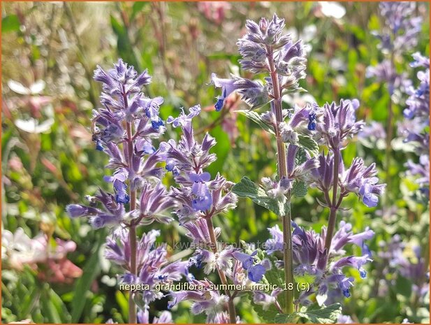 Nepeta grandiflora 'Summer Magic' | Kattenkruid | Gro&szlig;bl&uuml;tige Katzenminze