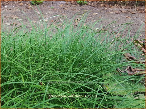 Ophiopogon wallichianus | Slangenbaard | Schlangenbart