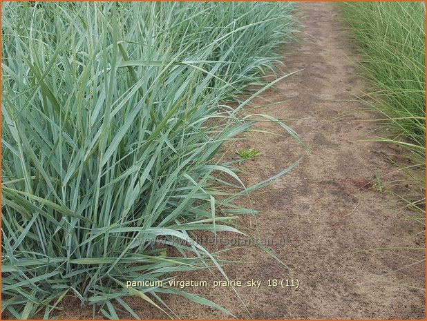 Panicum virgatum 'Prairie Sky' | Vingergras, Parelgierst | Rutenhirse